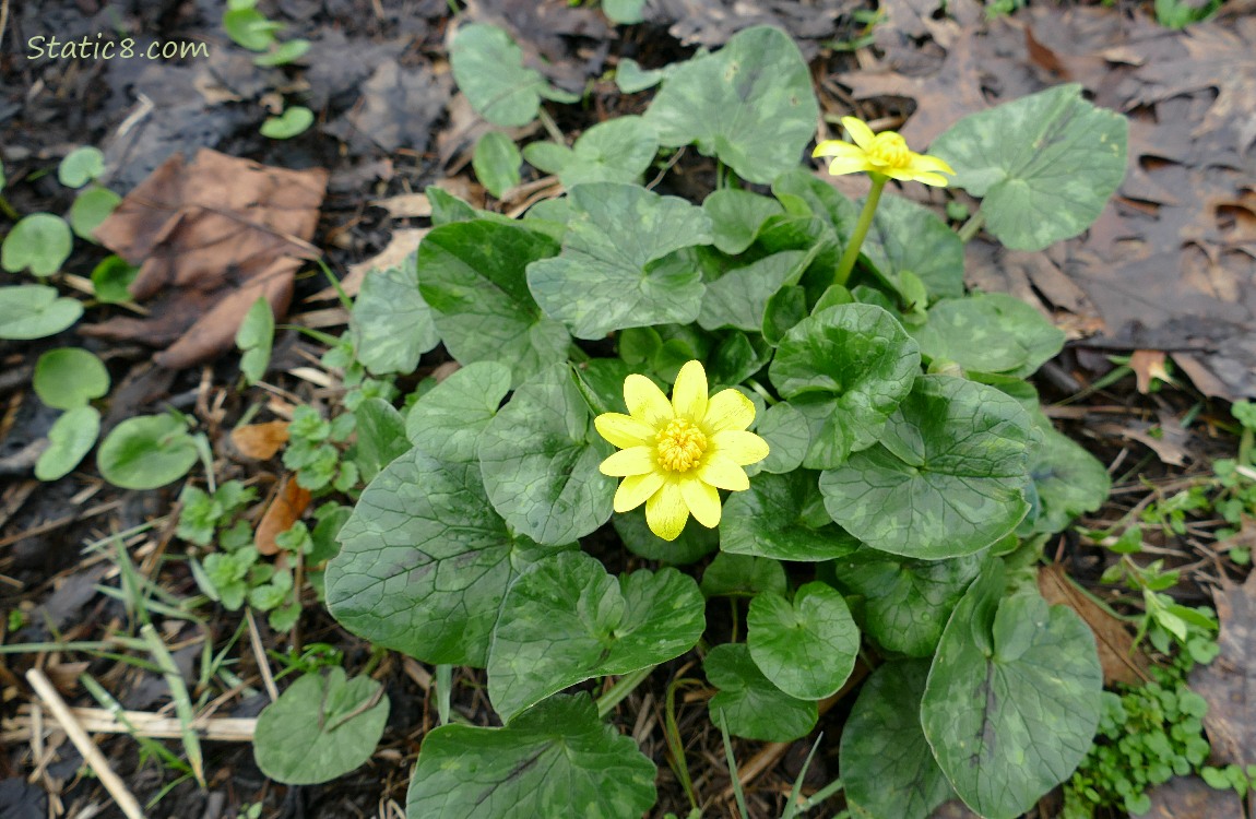 Lesser Celandine flowers