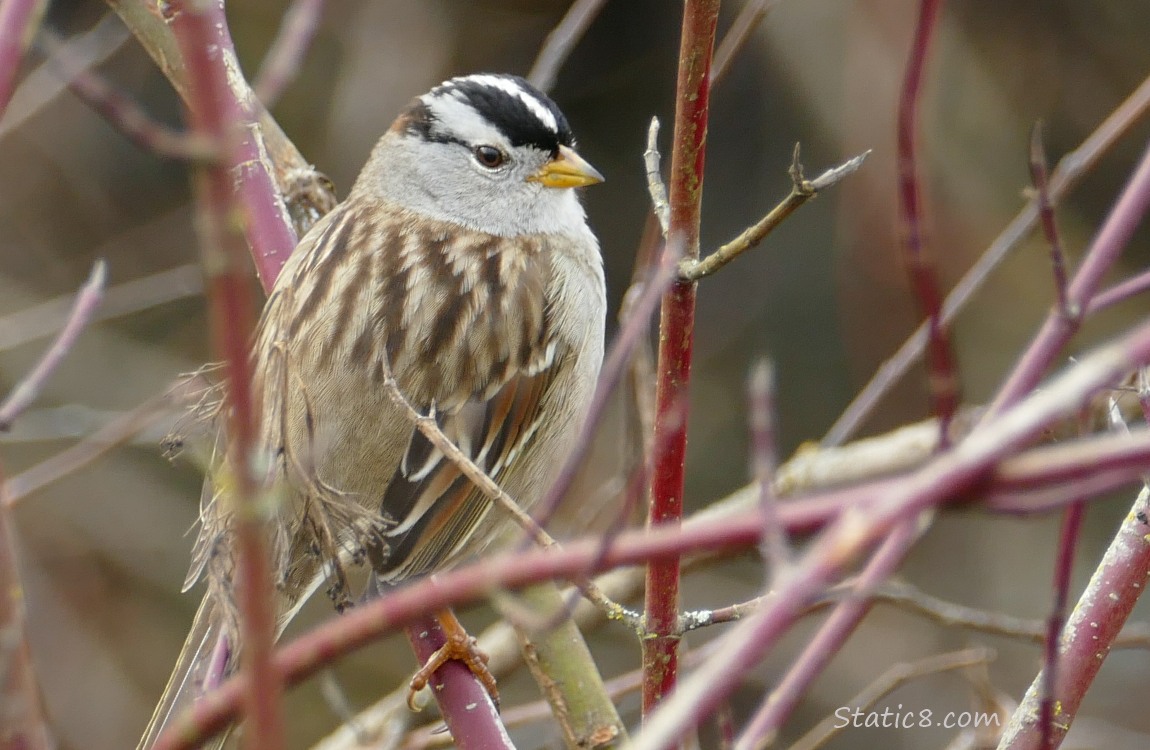 White Crown Sparrow standing on a twig