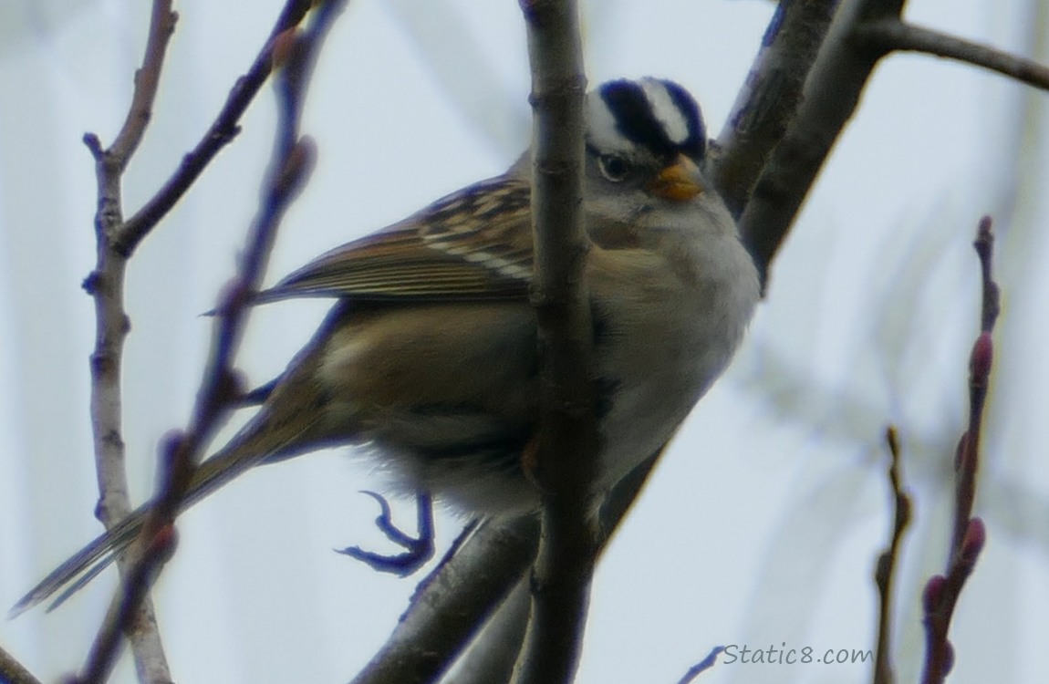 White Crown Sparrow staning on a twig, with a leg hanging