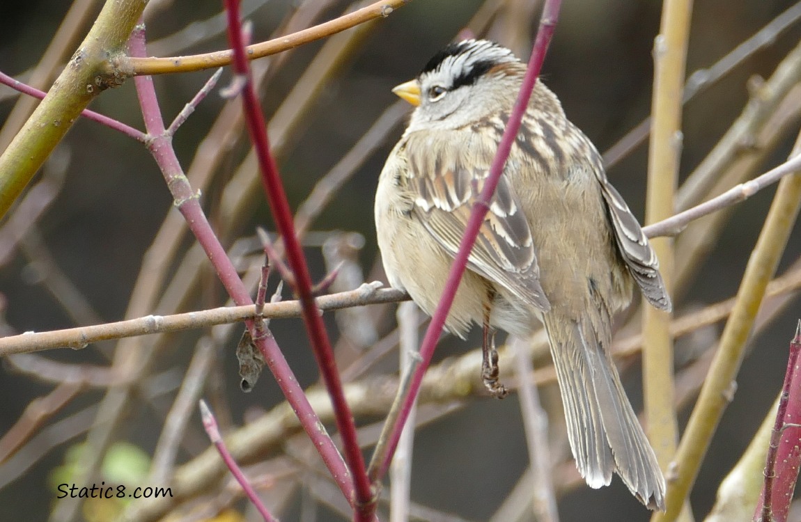 White Crown Sparrow with a dangling leg