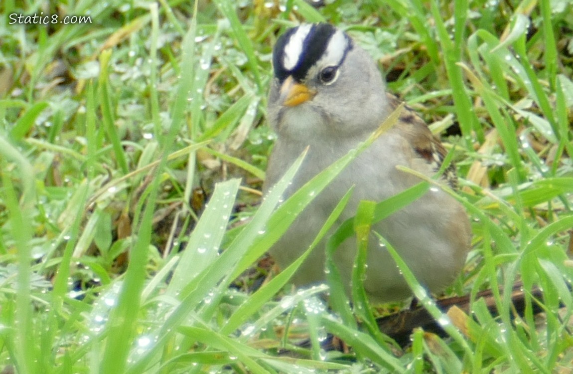 White Crown Sparrow standing in the grass