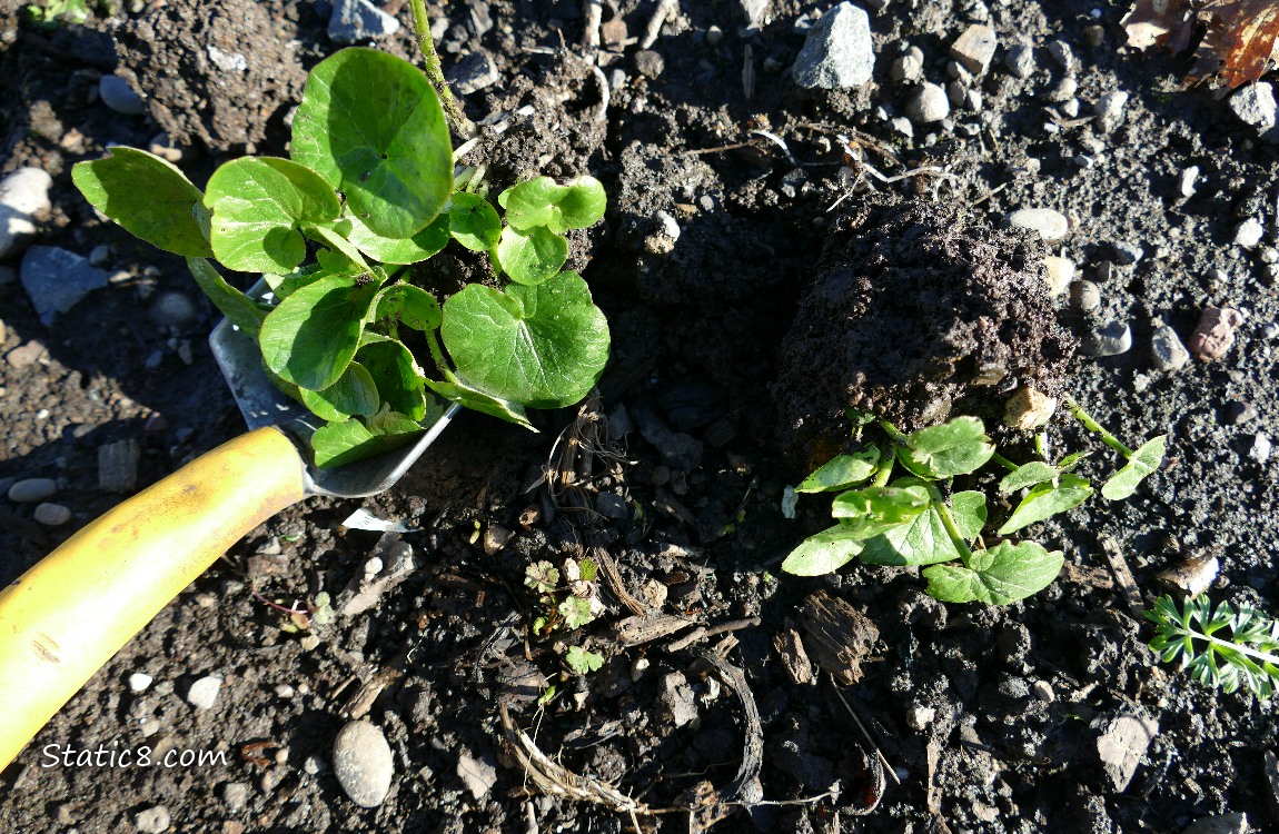 Hand spade digging up Lesser Celandine