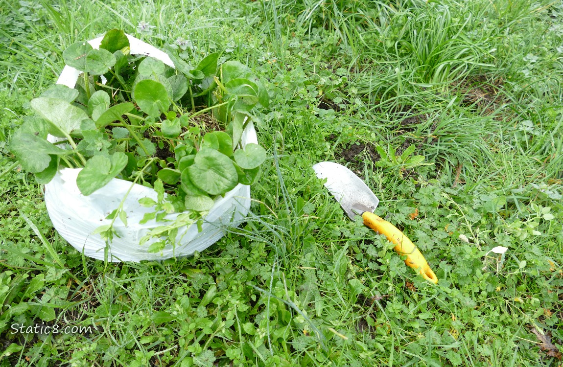 Lesser Celandine dug up and in a white trash bag