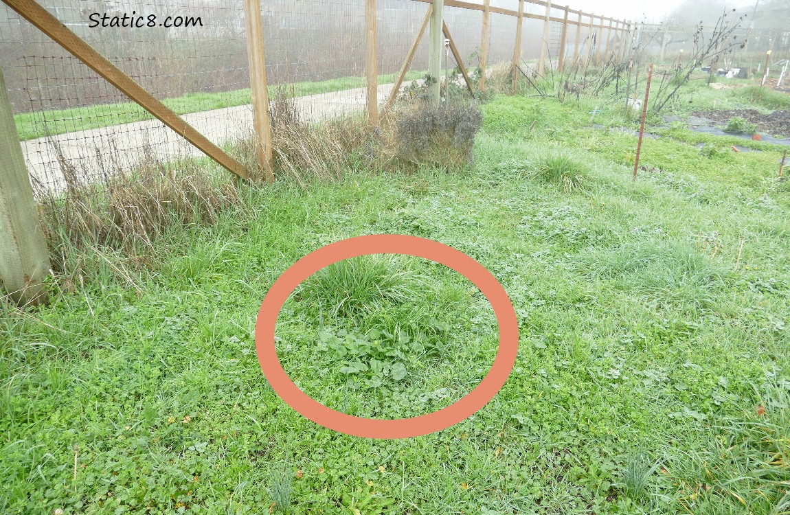 A grassy corner of the Community Garden with a pink circle indicating a patch of Lesser Celandine