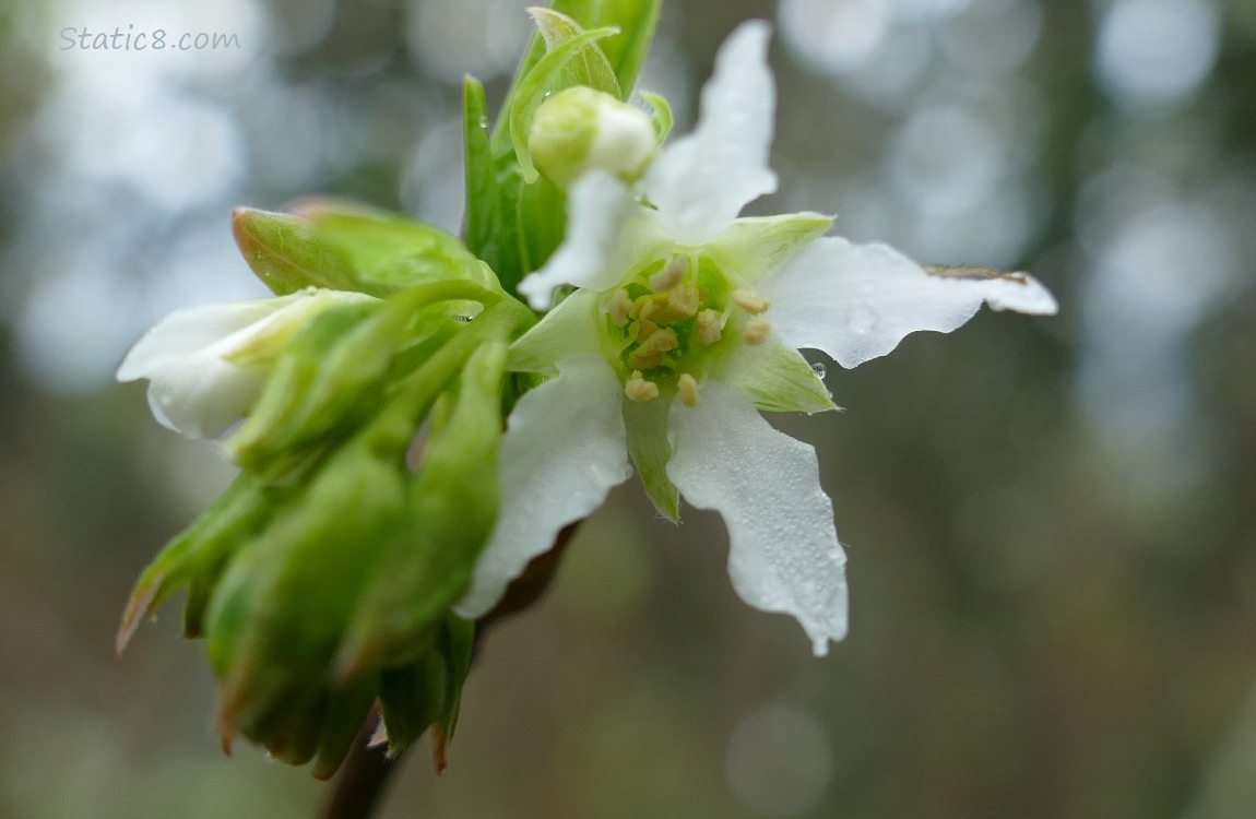 Osoberry Bloom