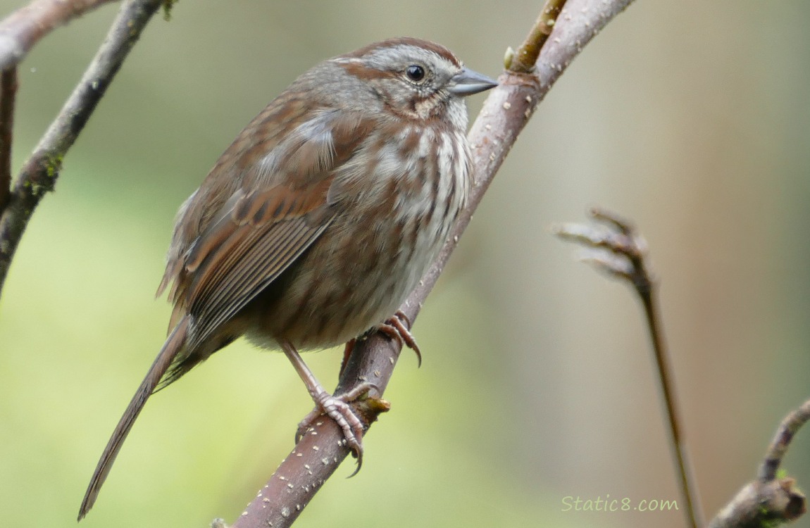 Song Sparrow standing on a twig