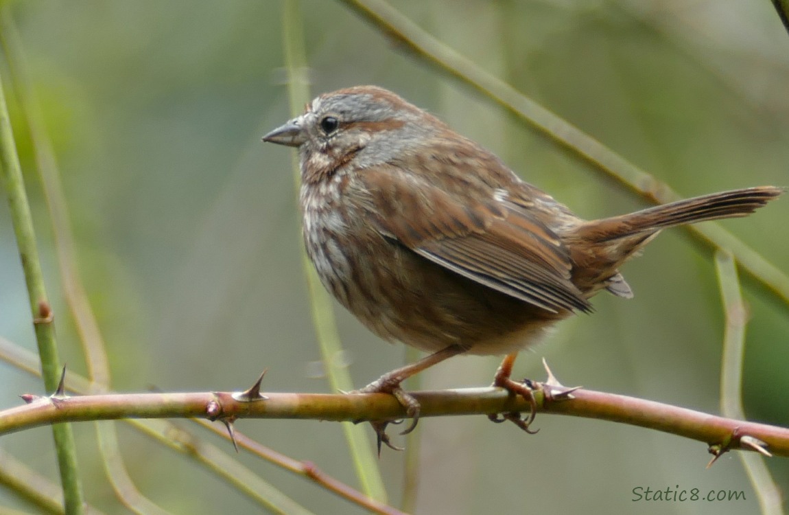 Song Sparrow standing on a thorny vine