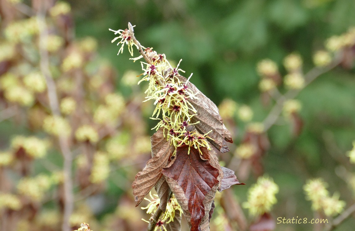 Witch Hazel blooms