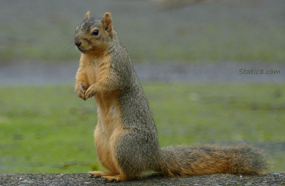 Squirrel standing on the sidewalk