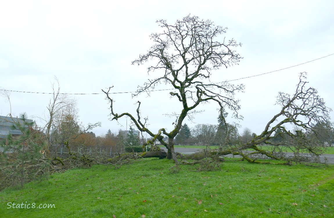 Leaning Tree on the ground