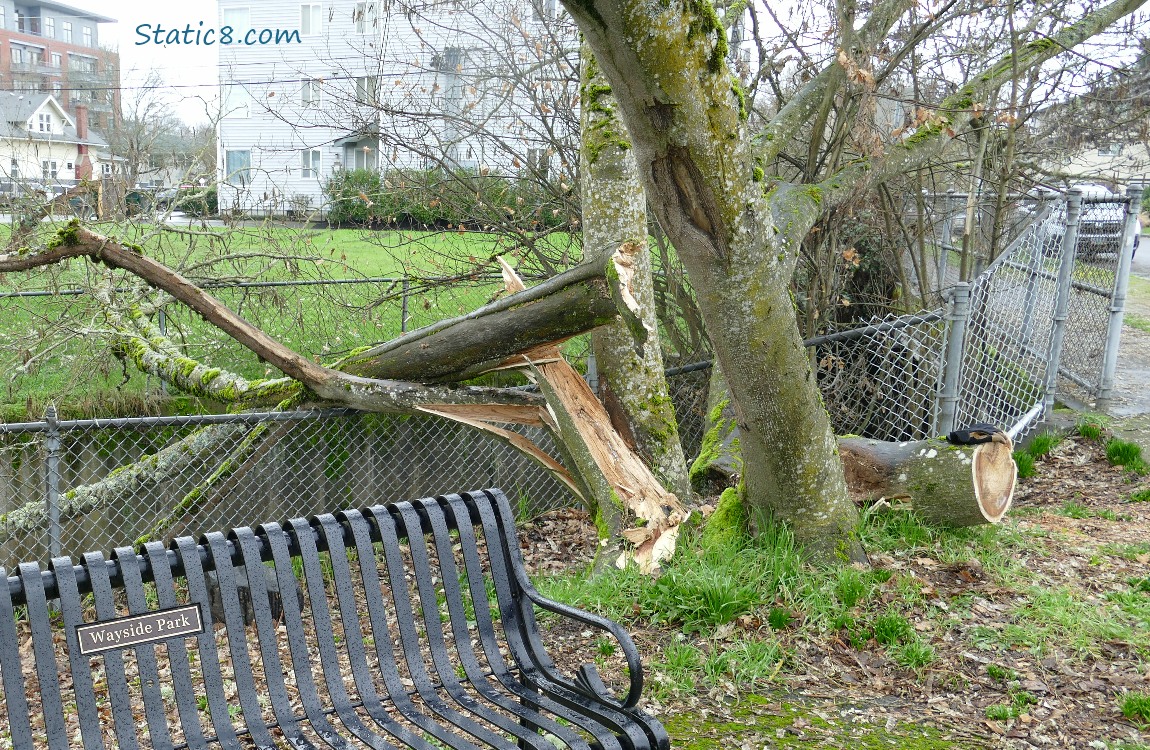 Trees down