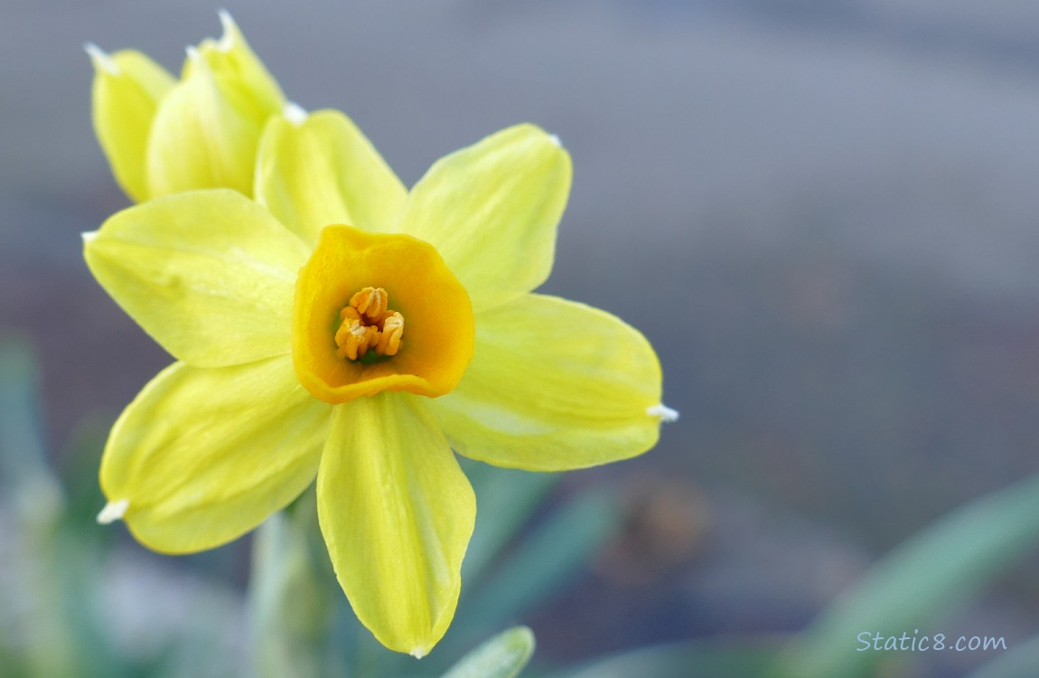 Daffodil