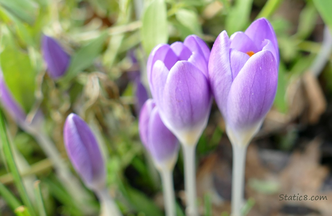 Purple Crocuses