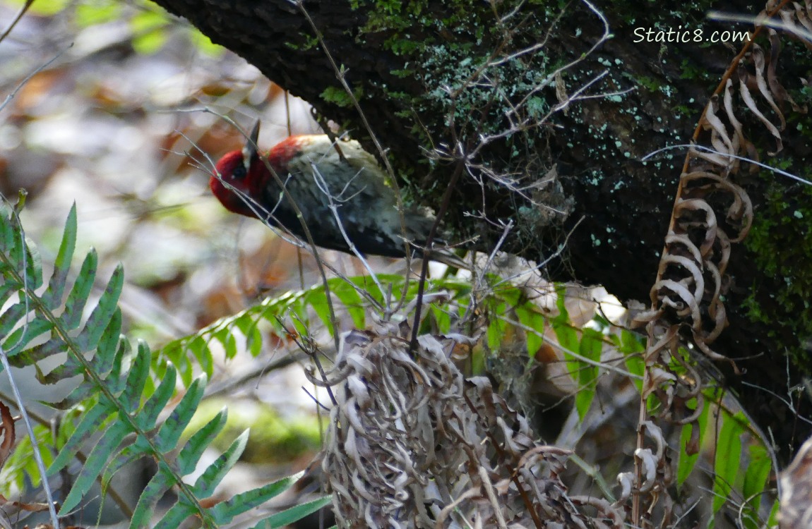 Red Breast Sapsucker hanging from the bottom of a log