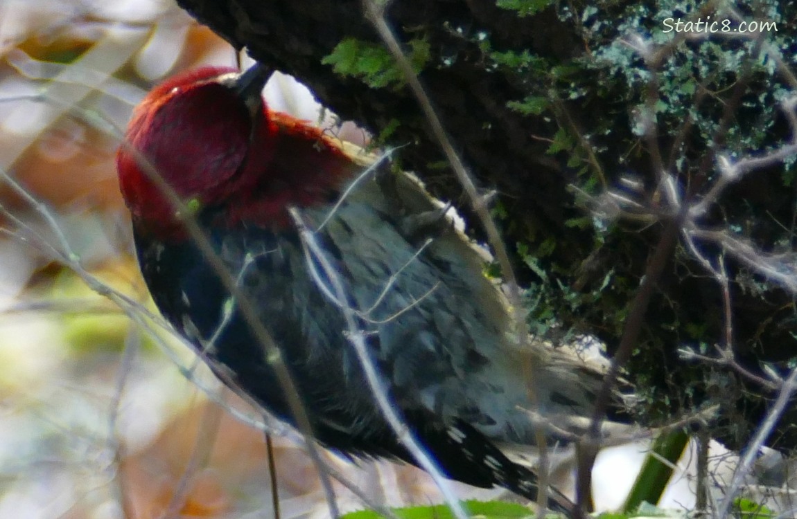 Red Breast Sapsucker hanging from the bottom of a log, looking for bugs