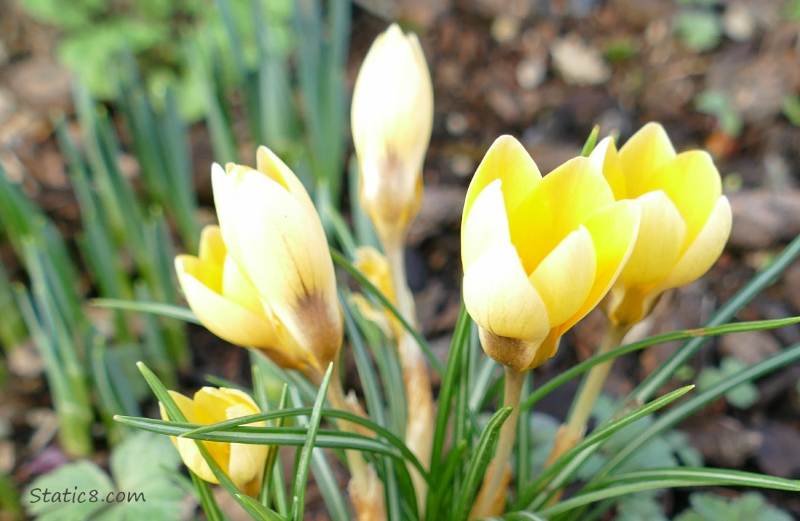 Yellow Crocuses