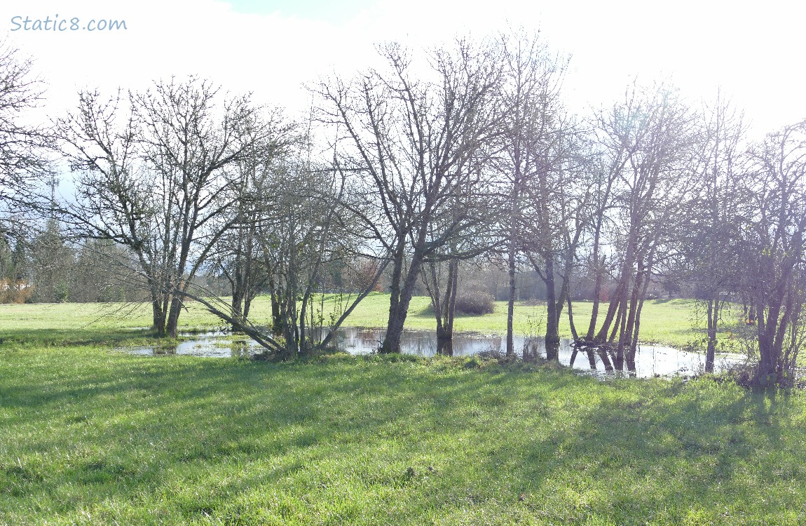 Wet Prairie pond surrounded by trees in a grassy area