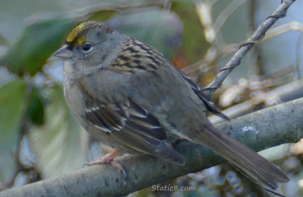 Golden Crown Sparrow standing on a branch, looking over her shoulder