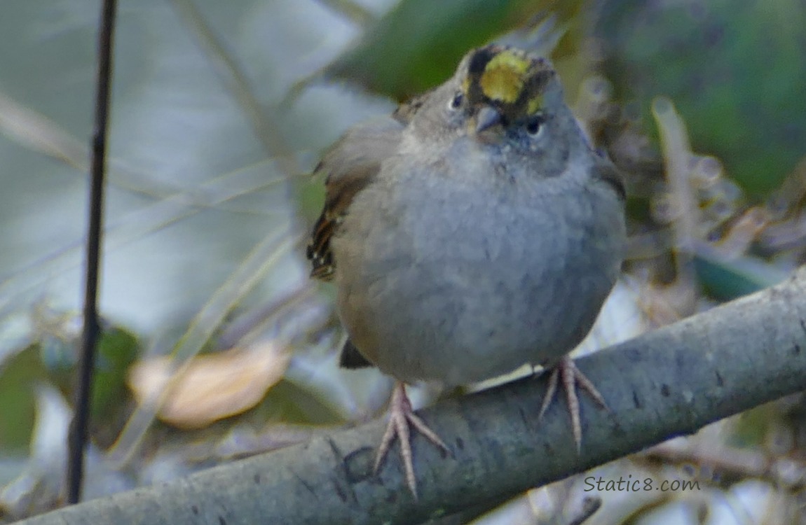 Golden Crown Sparrow standing on a branch