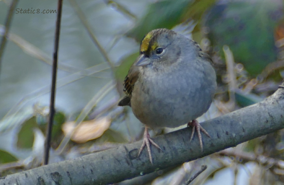 Golden Crown Sparrow standing on a branch