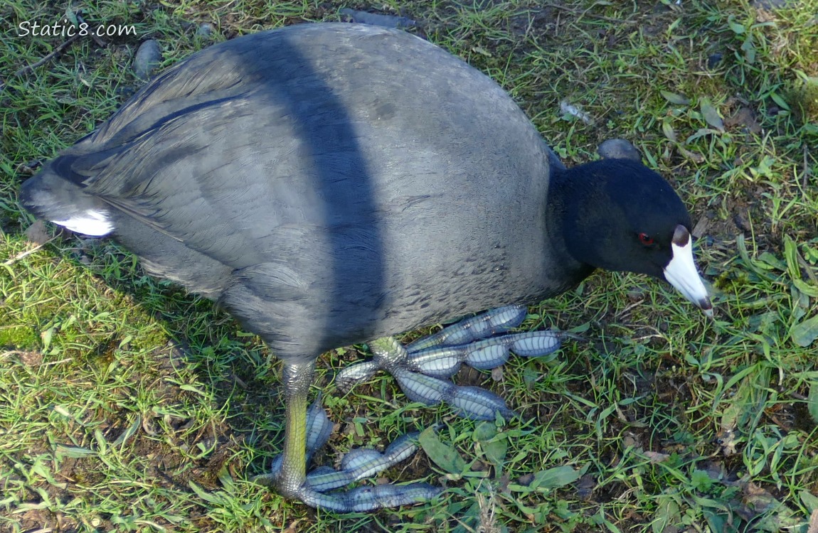 American Coot standing in grass