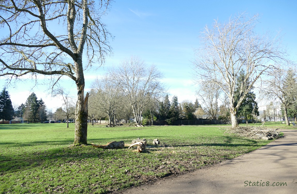 Trees with branches down