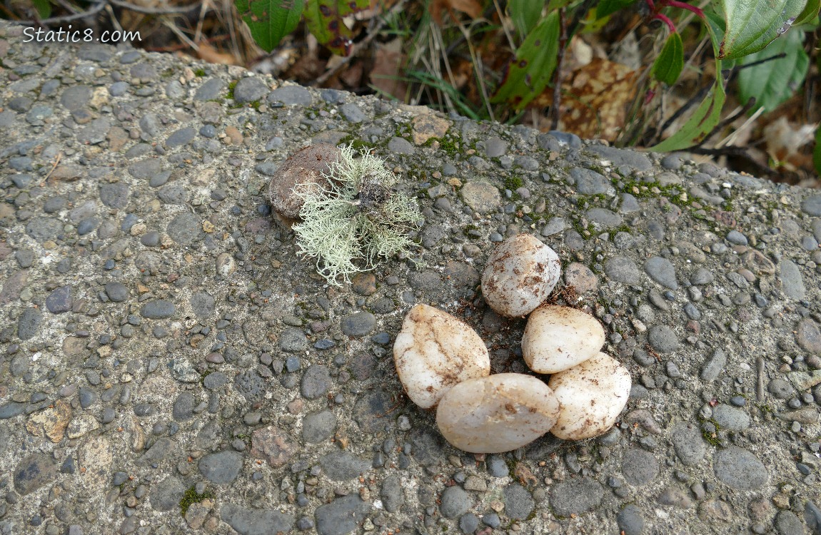 Pile of five rocks with at sixth rock behind some lichen