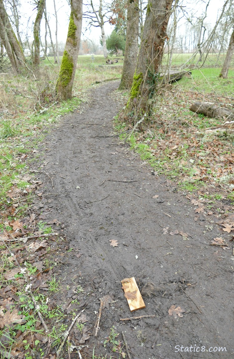 Path thru a forest