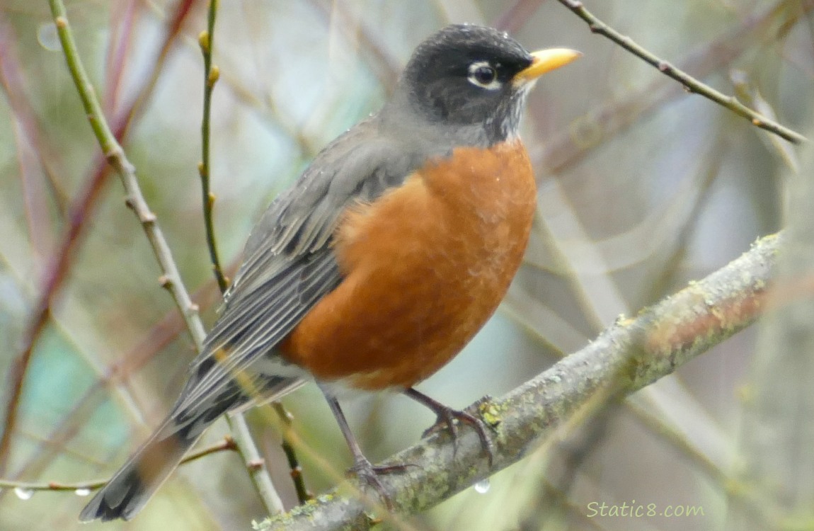 American Robin standing on a twig