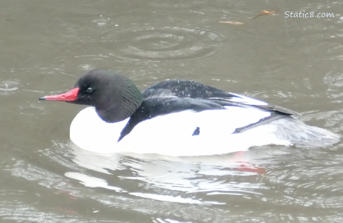 Male Common Merganser paddling on the water