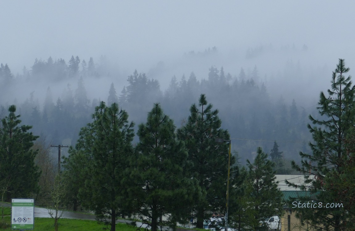 Fog in the trees on the hill in the distance