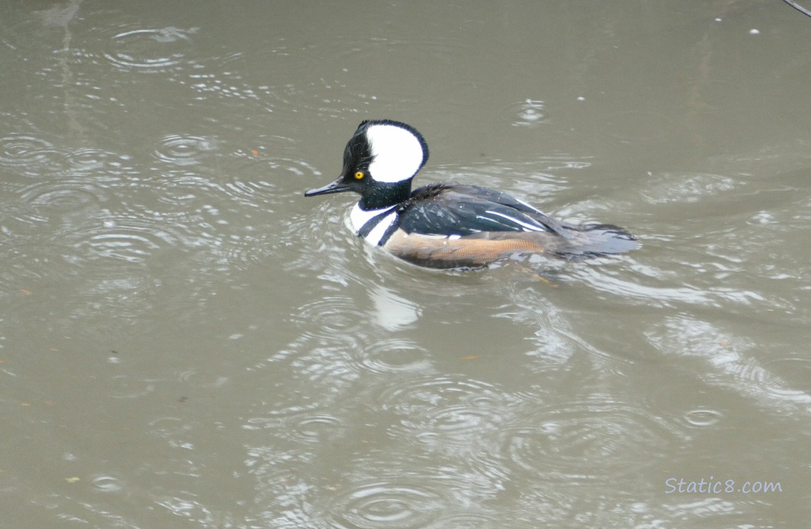 Male Hooded Merganser paddling on the water