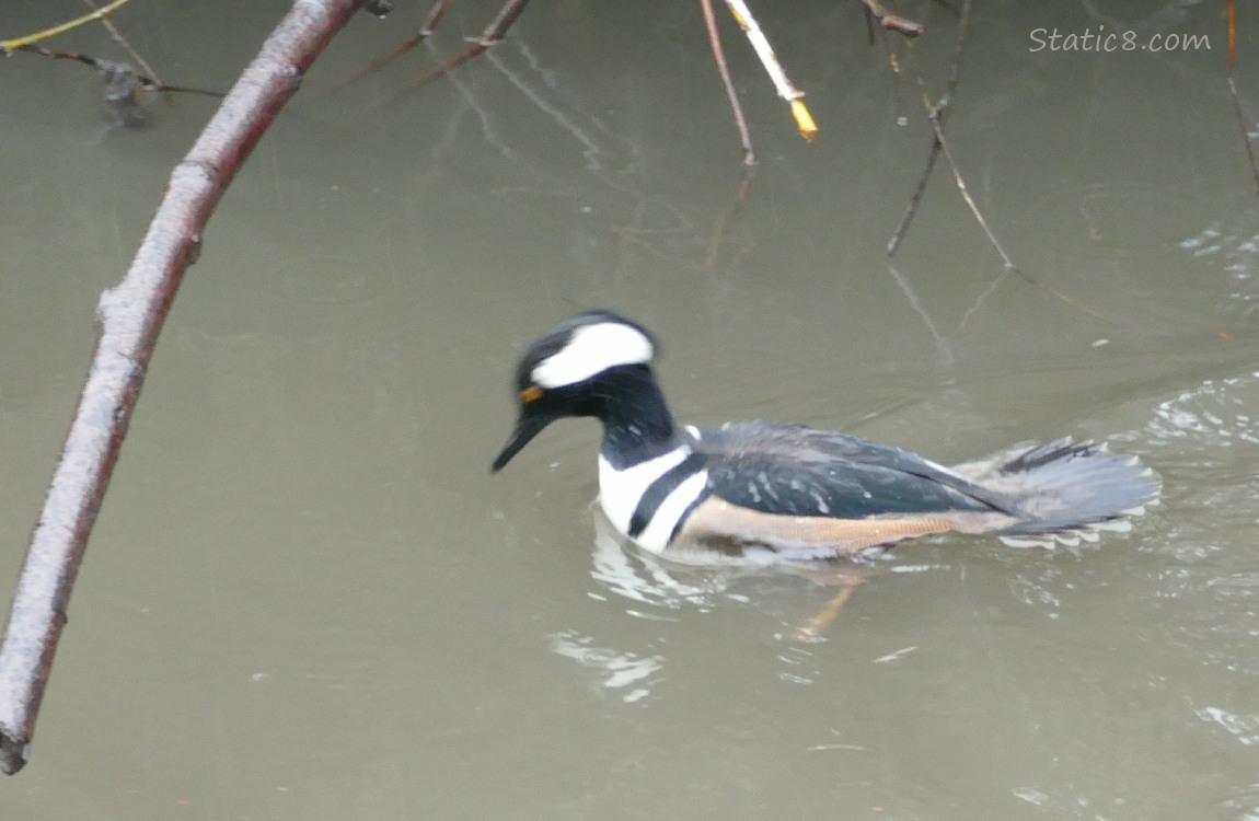 Hooded Merganser diving