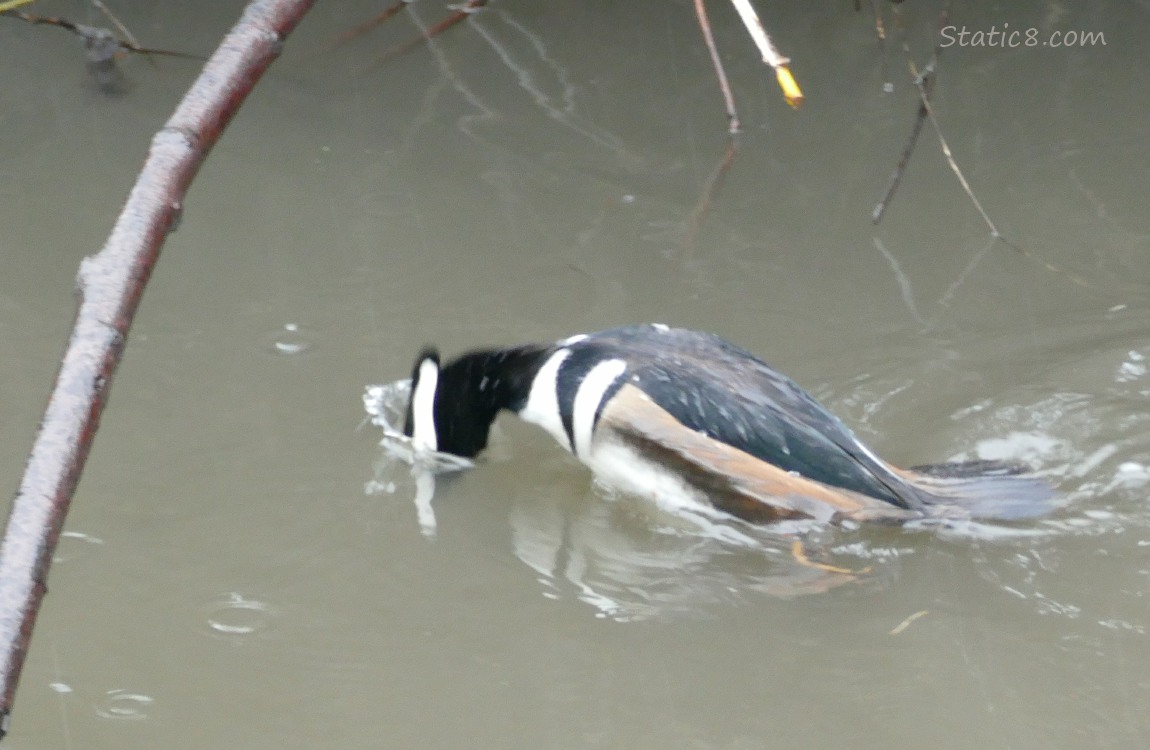 Hooded Merganser diving