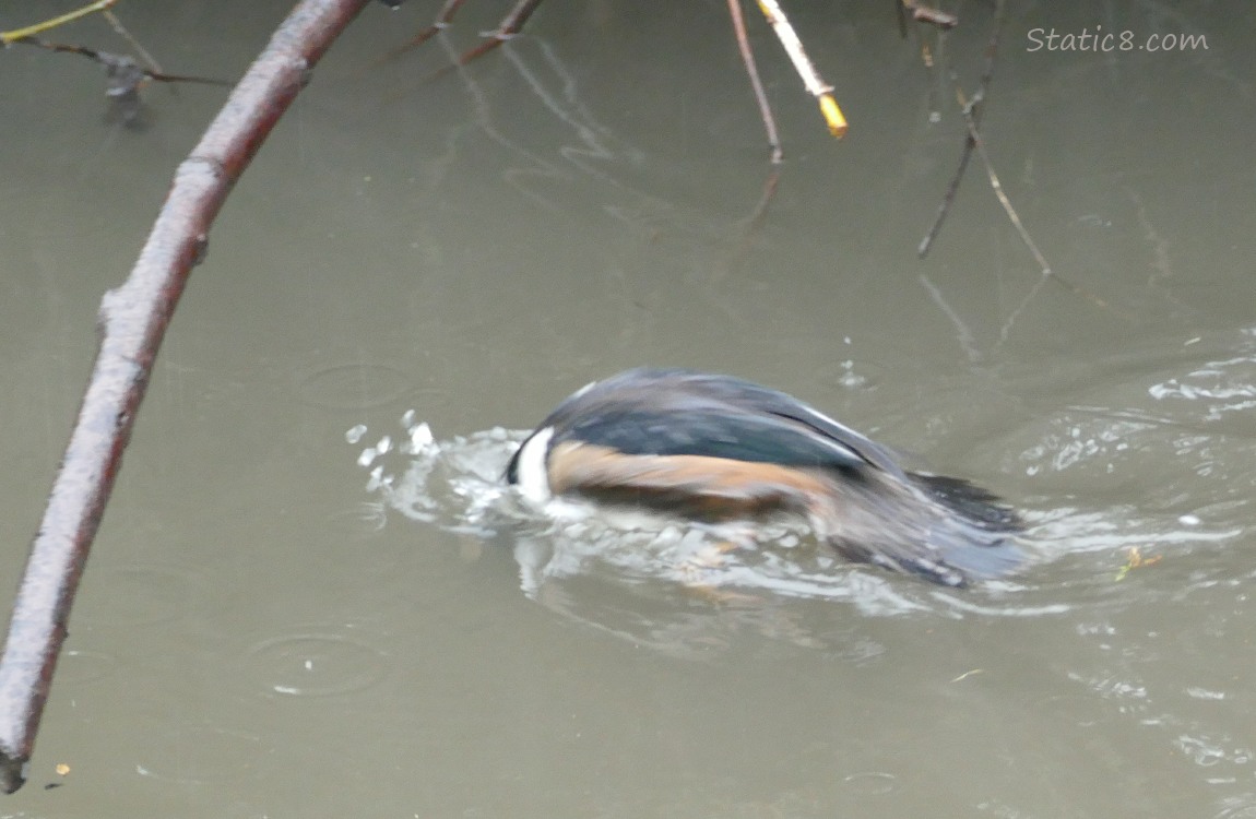 Hooded Merganser diving