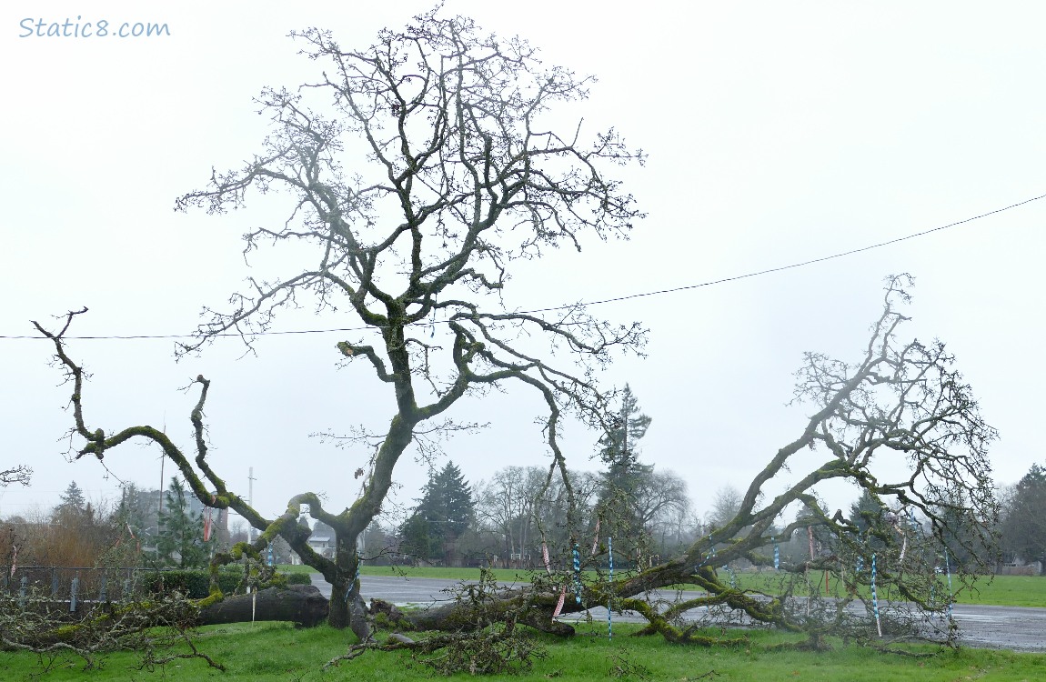 Fallen tree with small streamers tied to its limbs