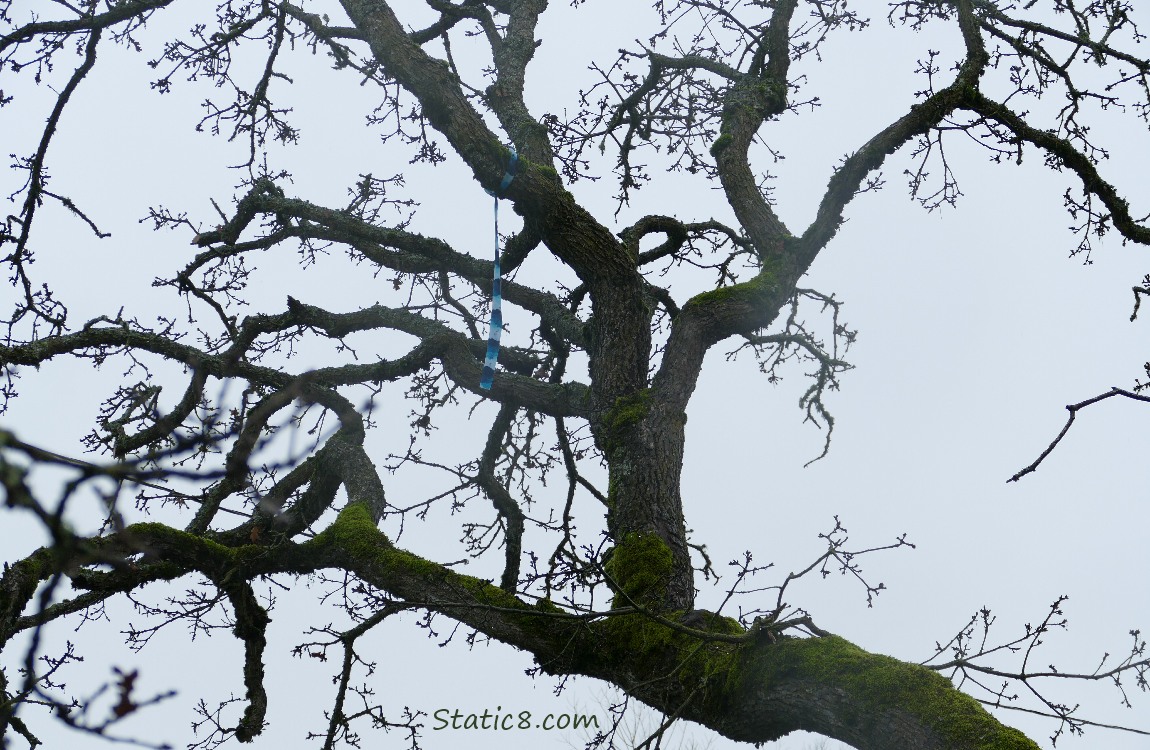 Looking up at the branches and twigs