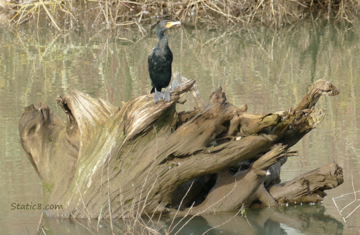 Cormorant standing on a large driftwood in the water