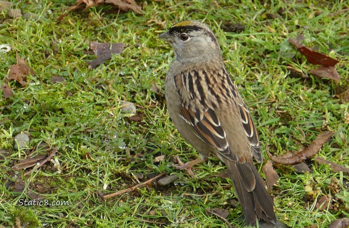 Golden Crown Sparrow standing in the grass