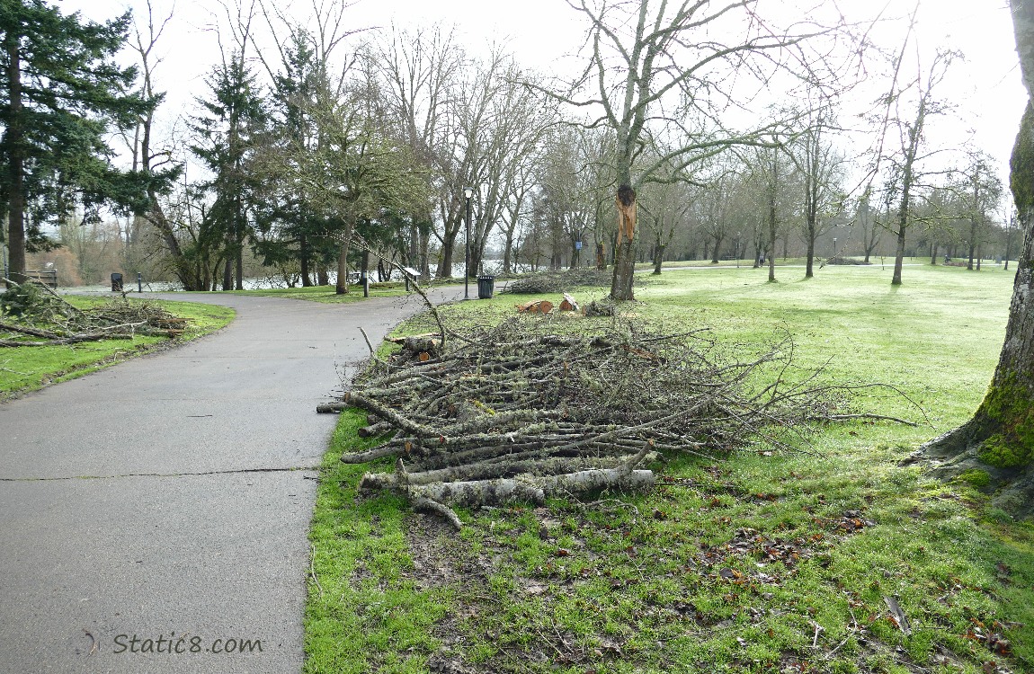 Branches gathered near a wide park path