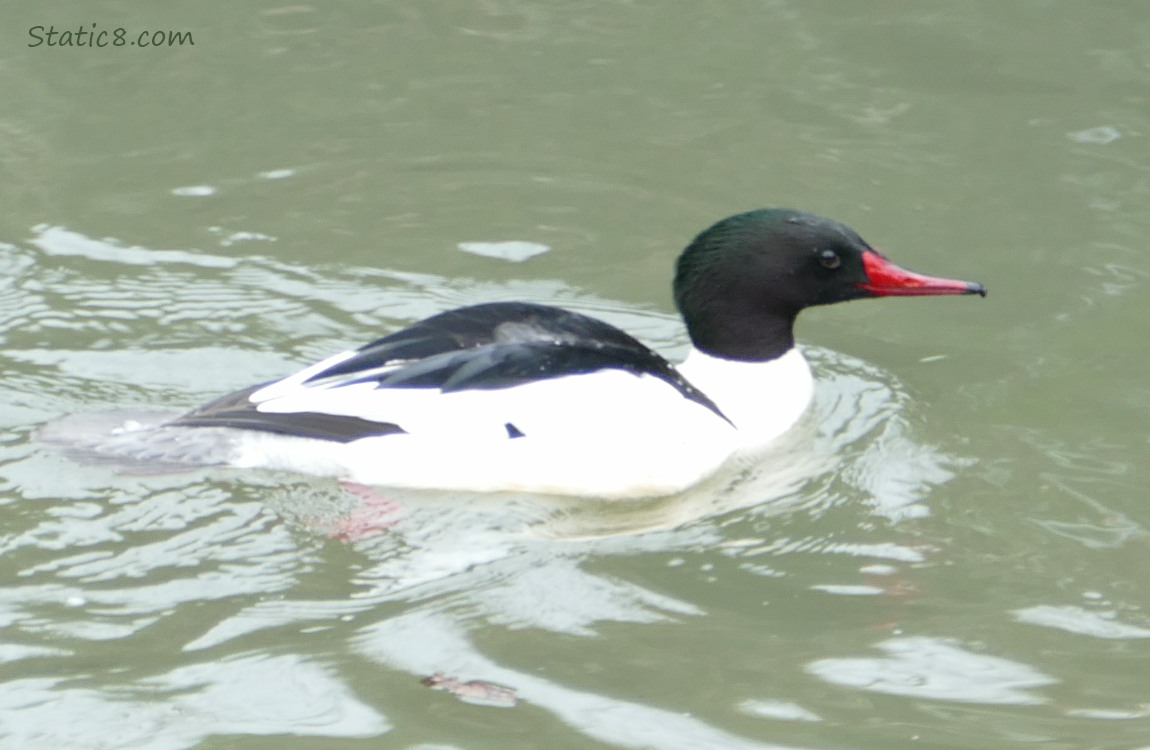 Male Common Merganser paddling on the water