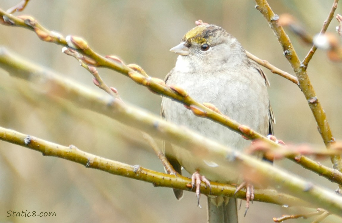 Golden Crown Sparrow standing on a twig