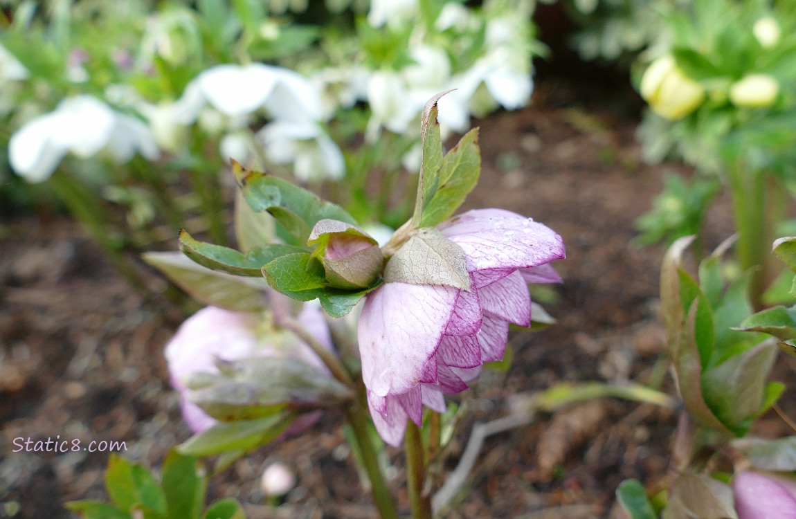 Lenten Roses