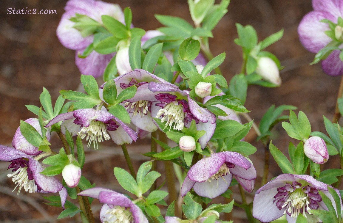 Lenten Roses