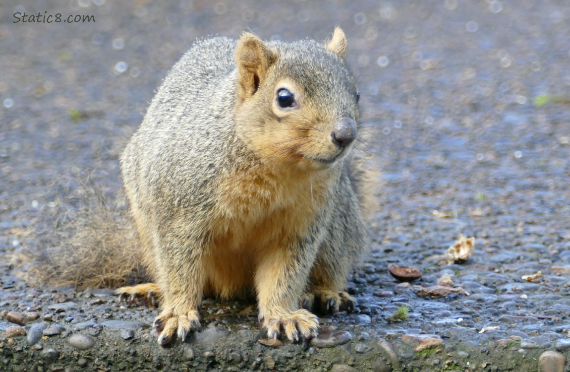 Squirrel sitting on the sidewalk