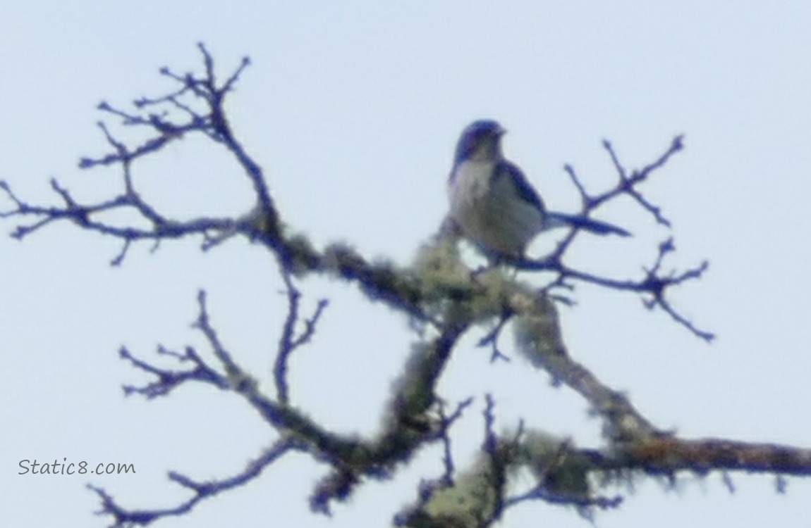 Scrub Jay standing at the top of a winter bare tree