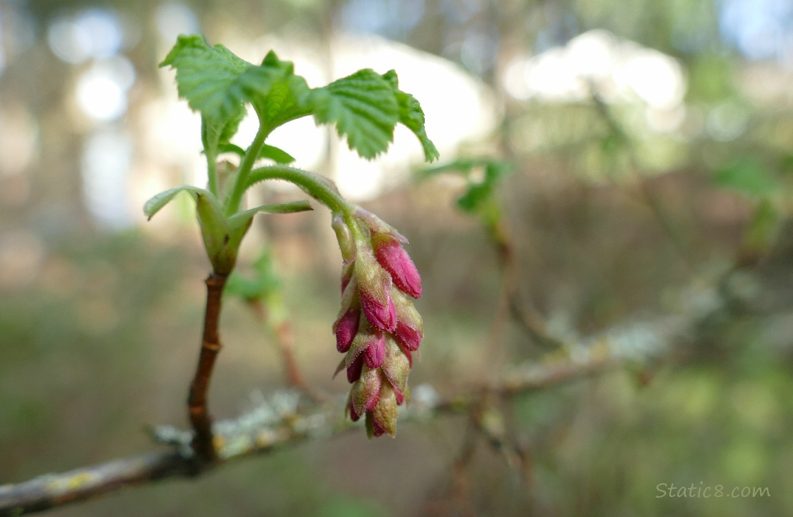 Red Flowering Currant bloom