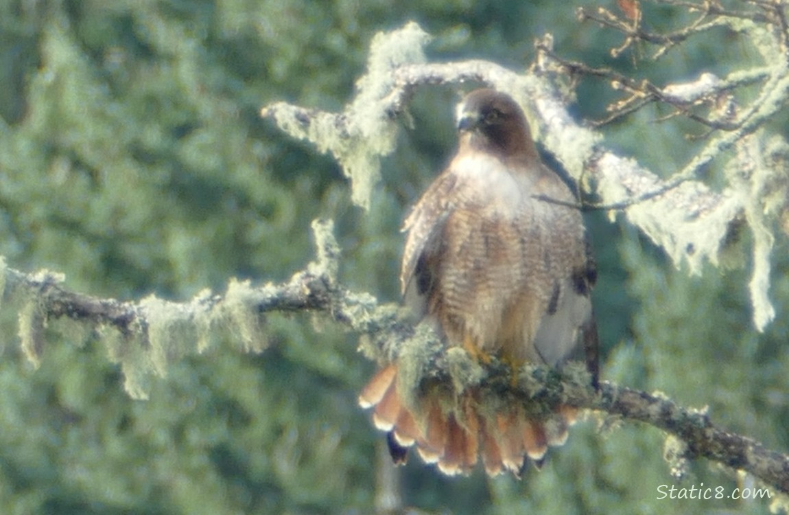 Red Tail Hawk standing on a mossy branch, with her feathers fanned out