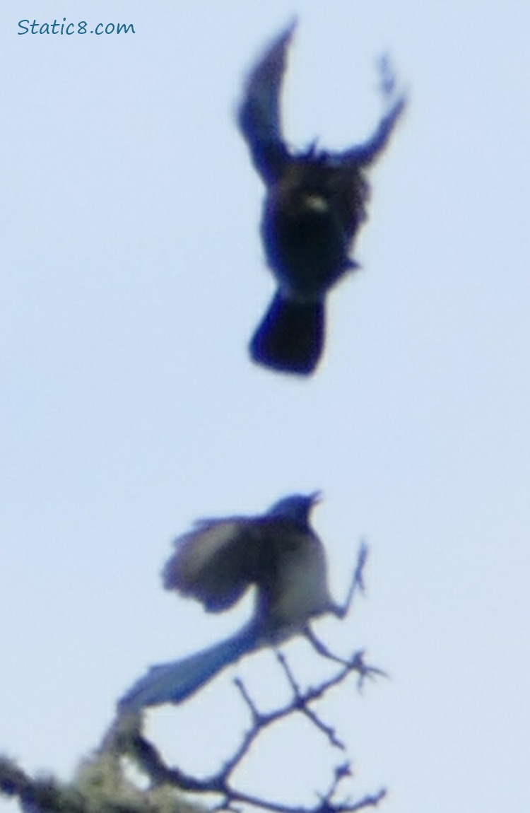 Scrub Jay and Steller Jay