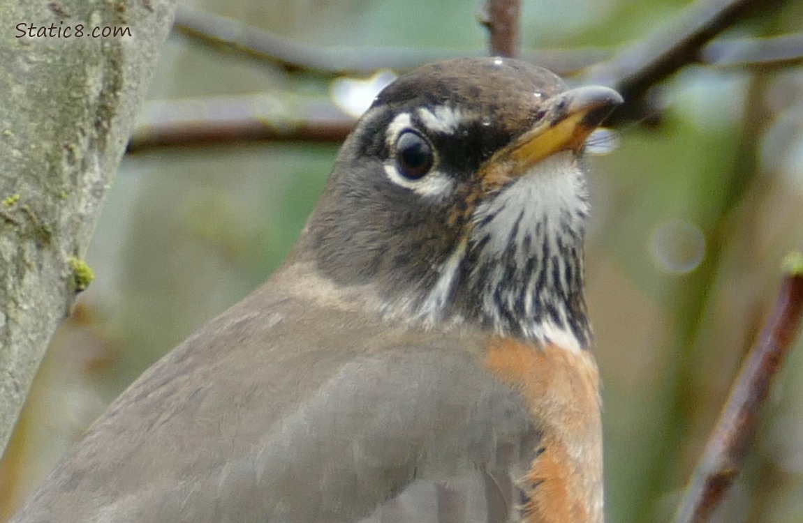 Close up of an American Robin